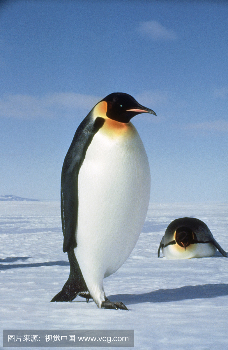 帝企鹅,动物,彩色图片,垂直画幅