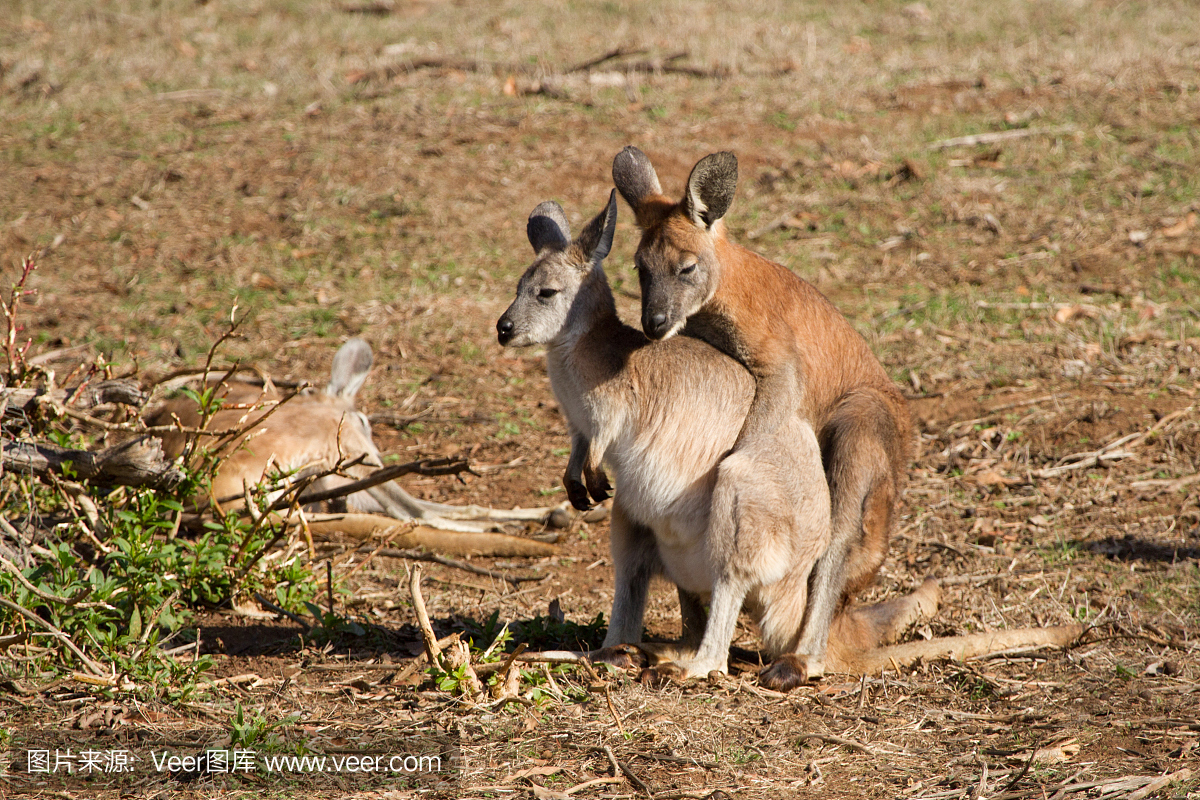 Wallaroo交配