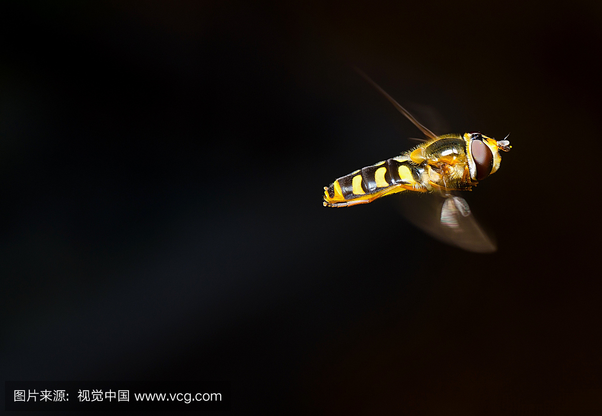 蜂蜜蜜蜂飞行黑色背景