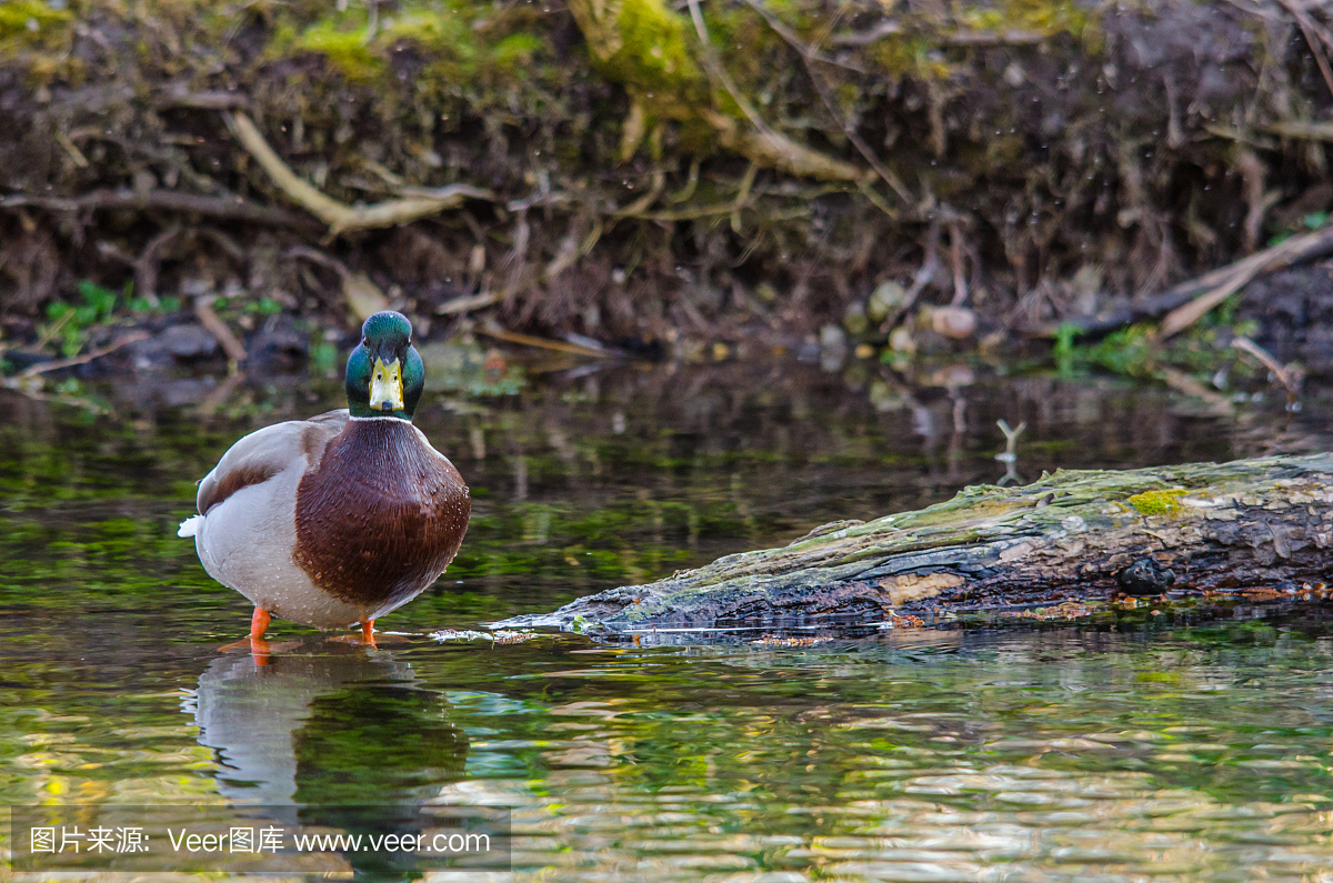 嗄嗄声,鸦叫,蛙叫,小鸭子