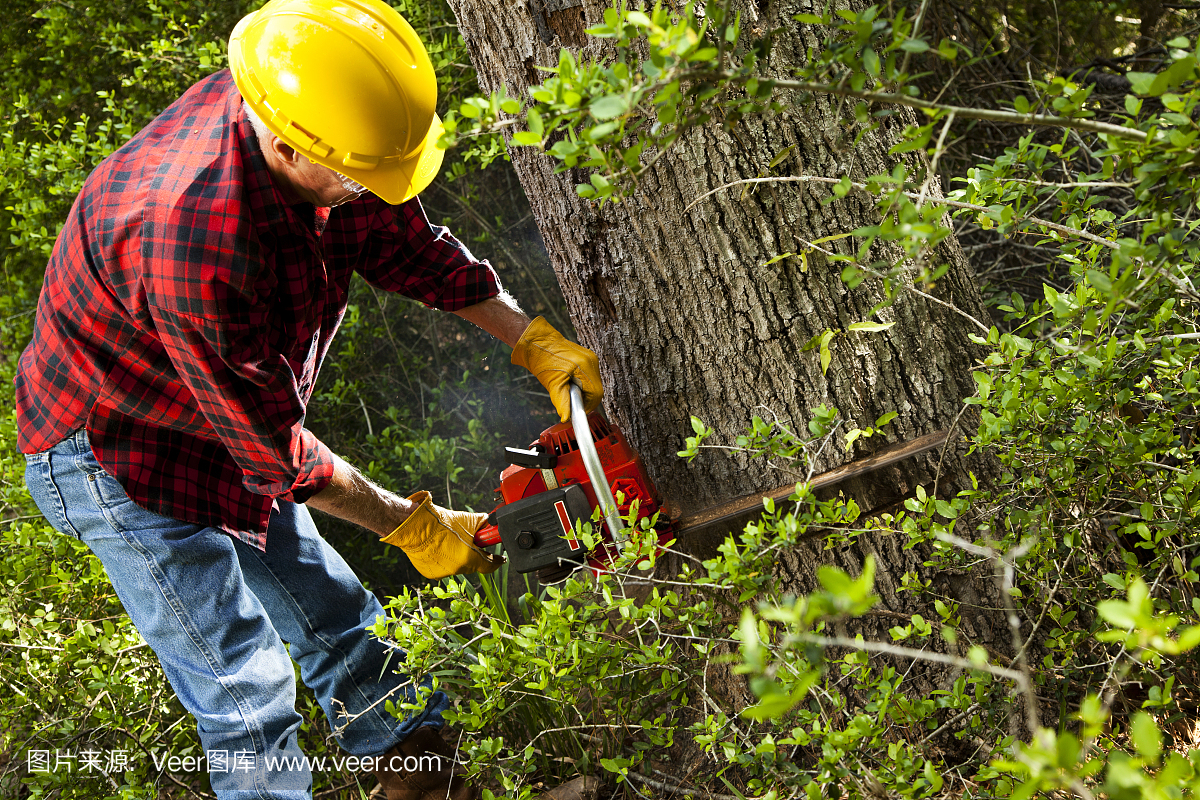 森林人或伐木工人用锯木砍伐树木。