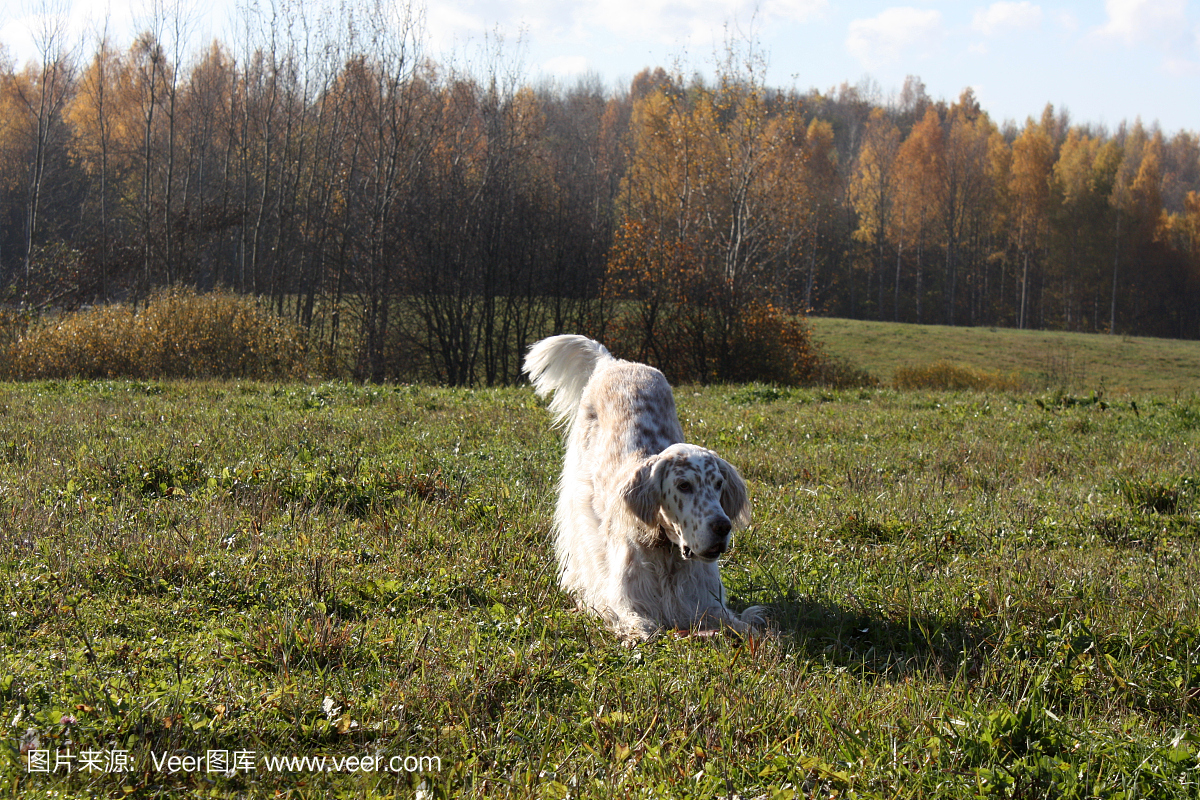 让我们玩,英语二传手,有趣的白色狗在秋天的田