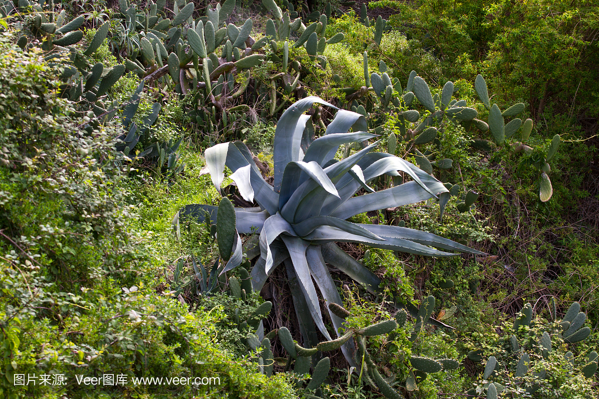 大蓝色龙舌兰植物在花园,特内里费岛,西班牙