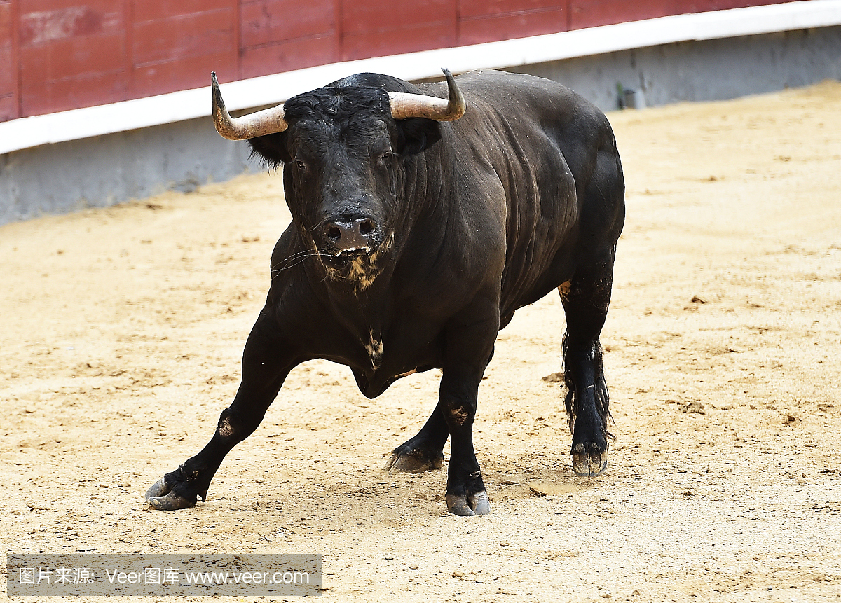 斗牛比赛,斗牛,斗牛赛,西班牙斗牛