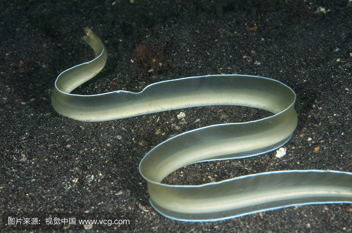 拉威西岛,Lembeh海峡,丹戎坡,白丝带鳗鱼在沙