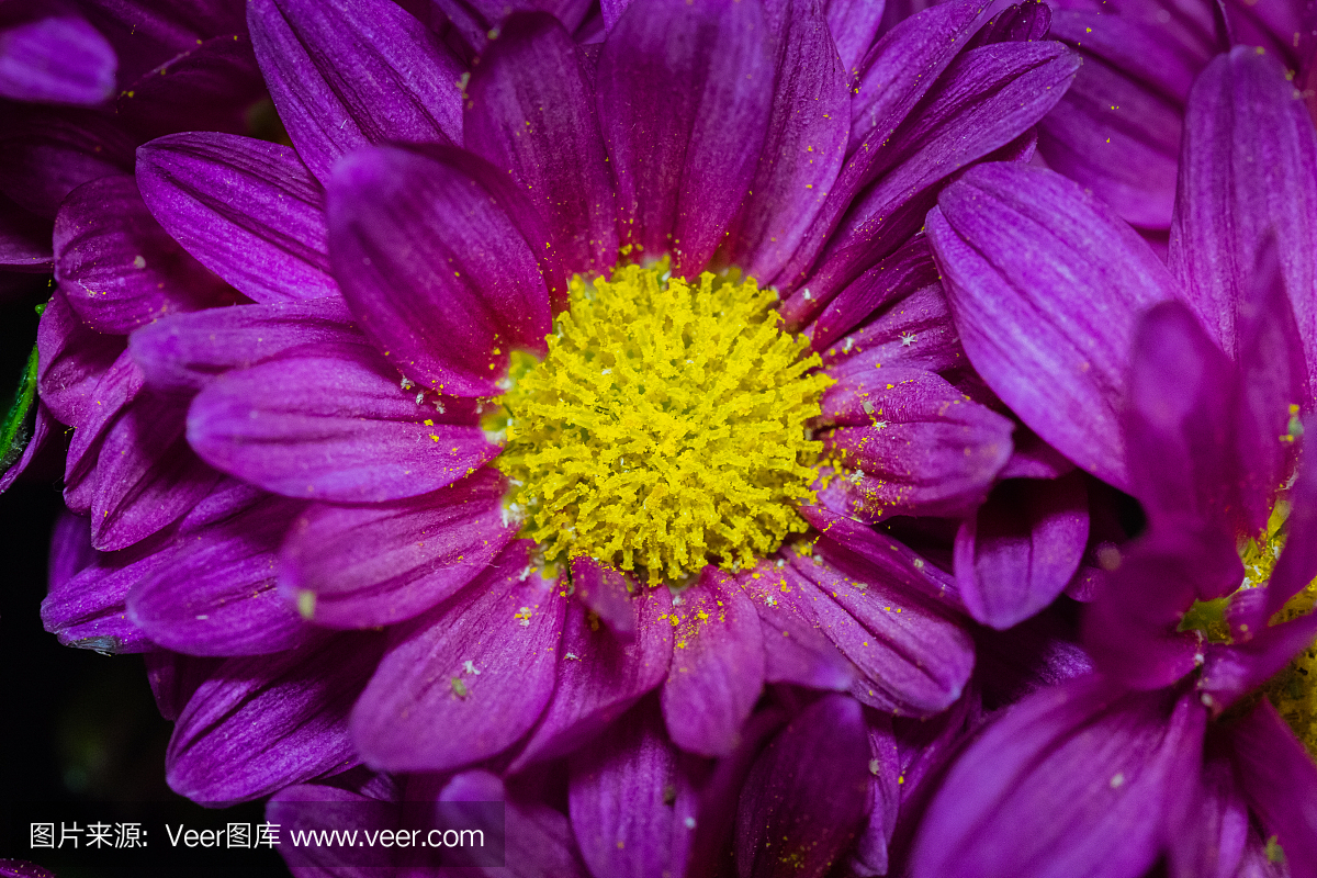 第六十六届戛纳国际电影节,花,水平画幅,无人