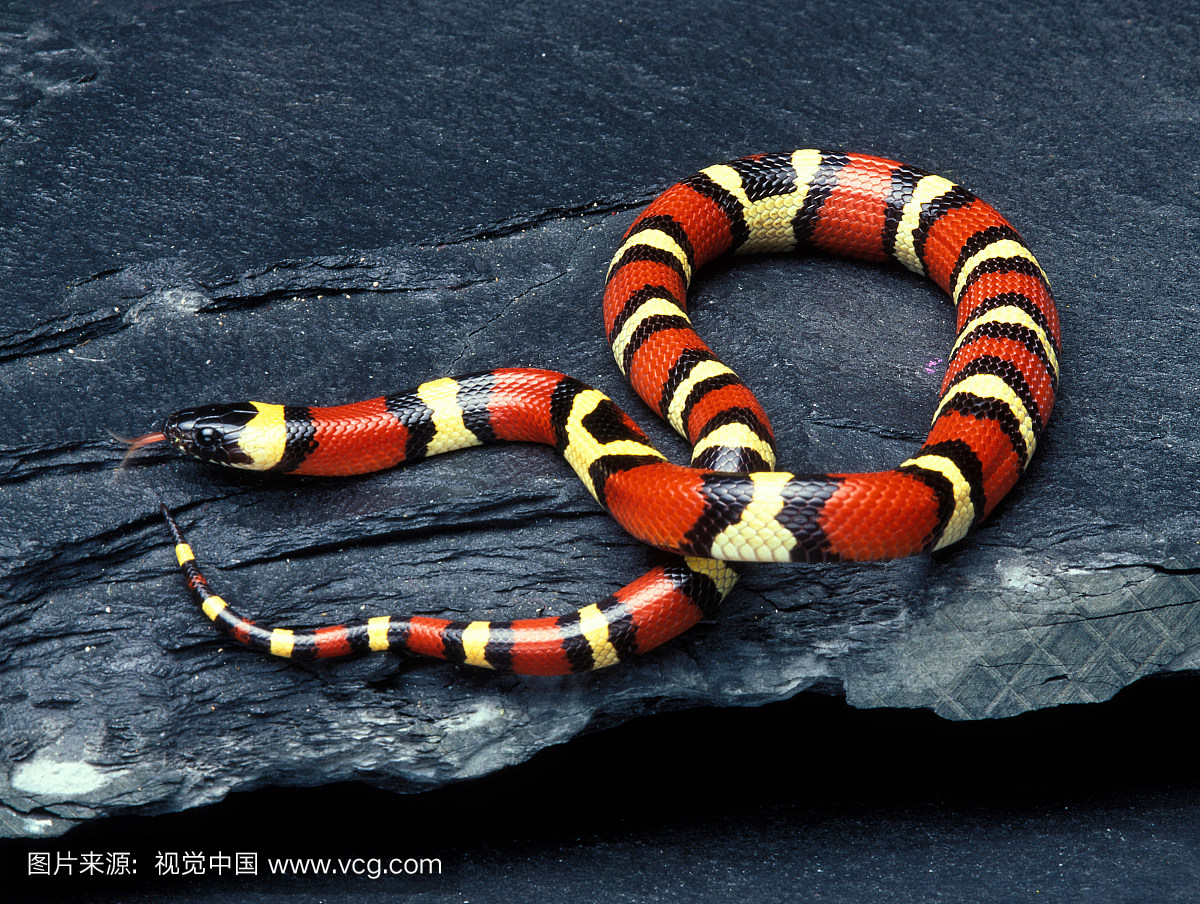 普兰布牛奶蛇(Lampropeltis triangulum campbe
