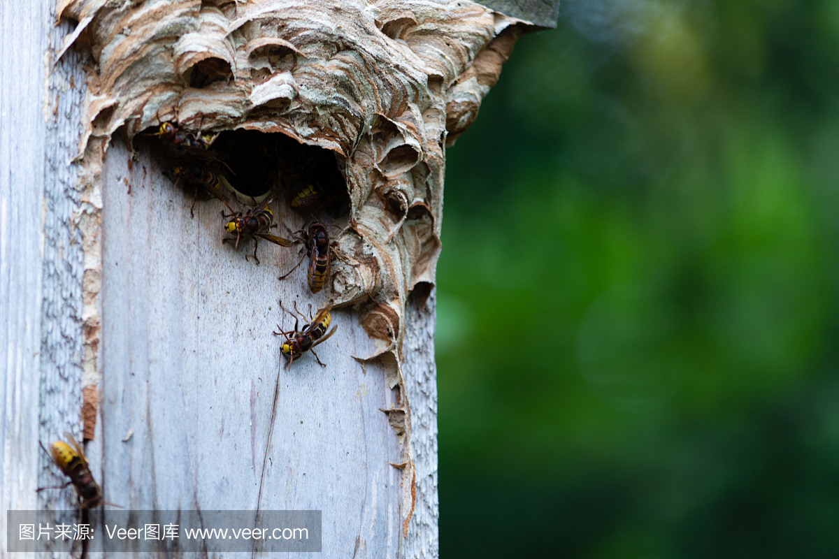 黄蜂筑巢在树上