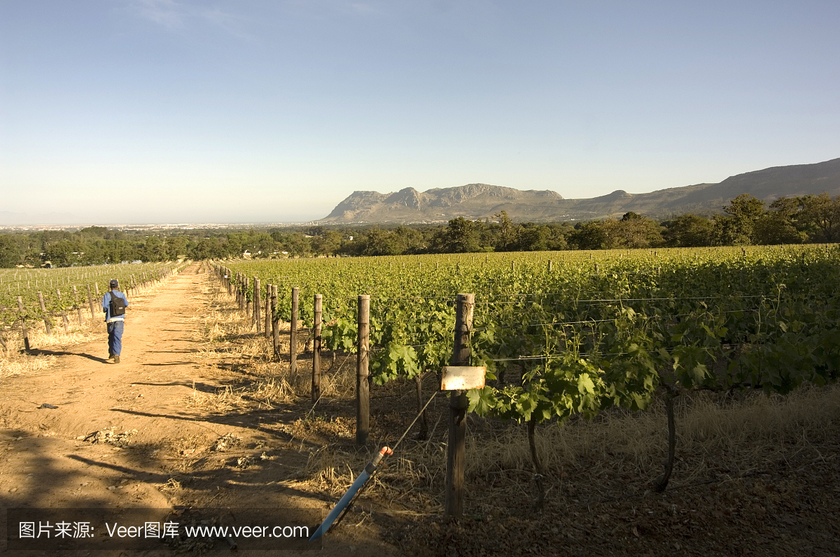 徒步旅行Constantia葡萄酒庄园南非葡萄开普敦