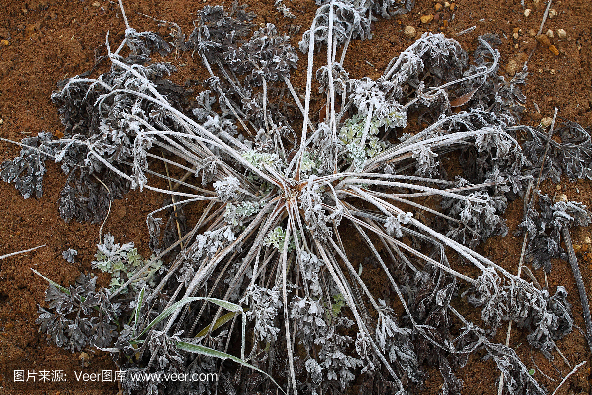 外星人的草从火星