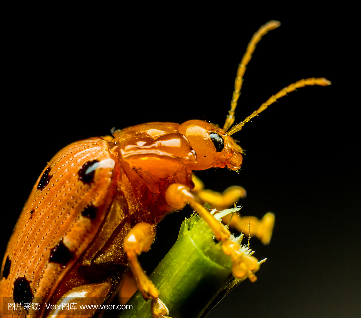鹿角锹虫,鹿角锹甲,锹形甲,锹虫