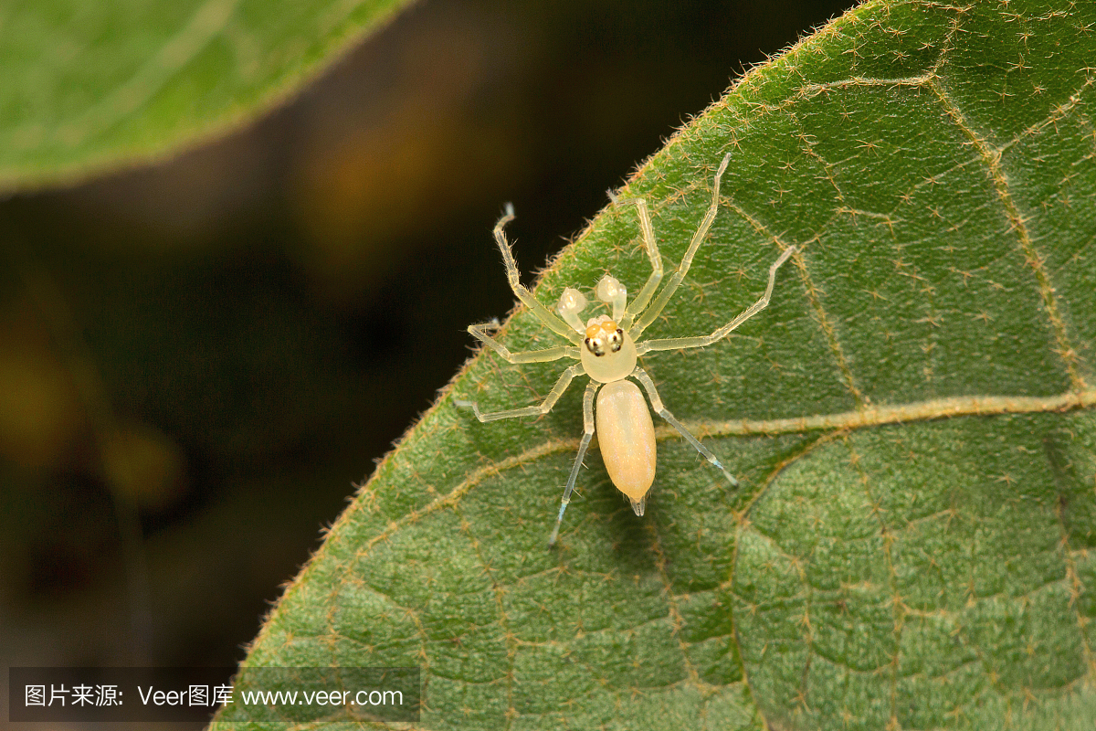黄囊蜘蛛,Cheiracanthium sp,Eutichuridae,孟买