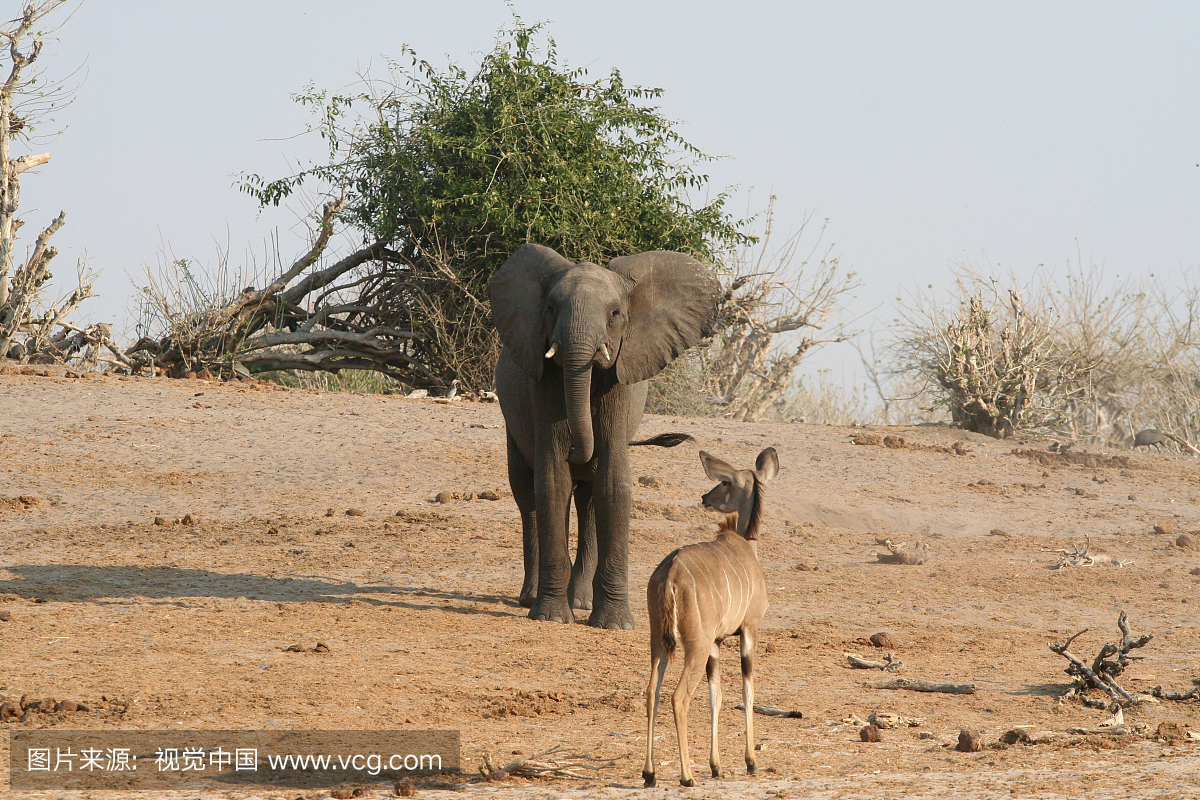 非洲,鳄鱼,野生动物,野生动物保护