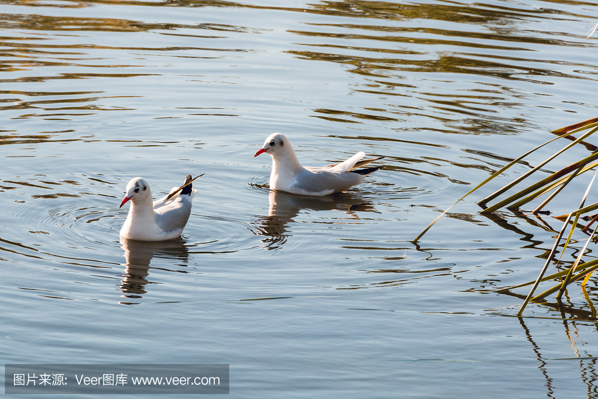 鸟夫妇在坎贝尔公园湖中游泳
