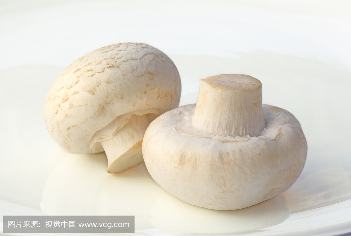 白蘑菇,白菌,白色蘑菇,白色背景