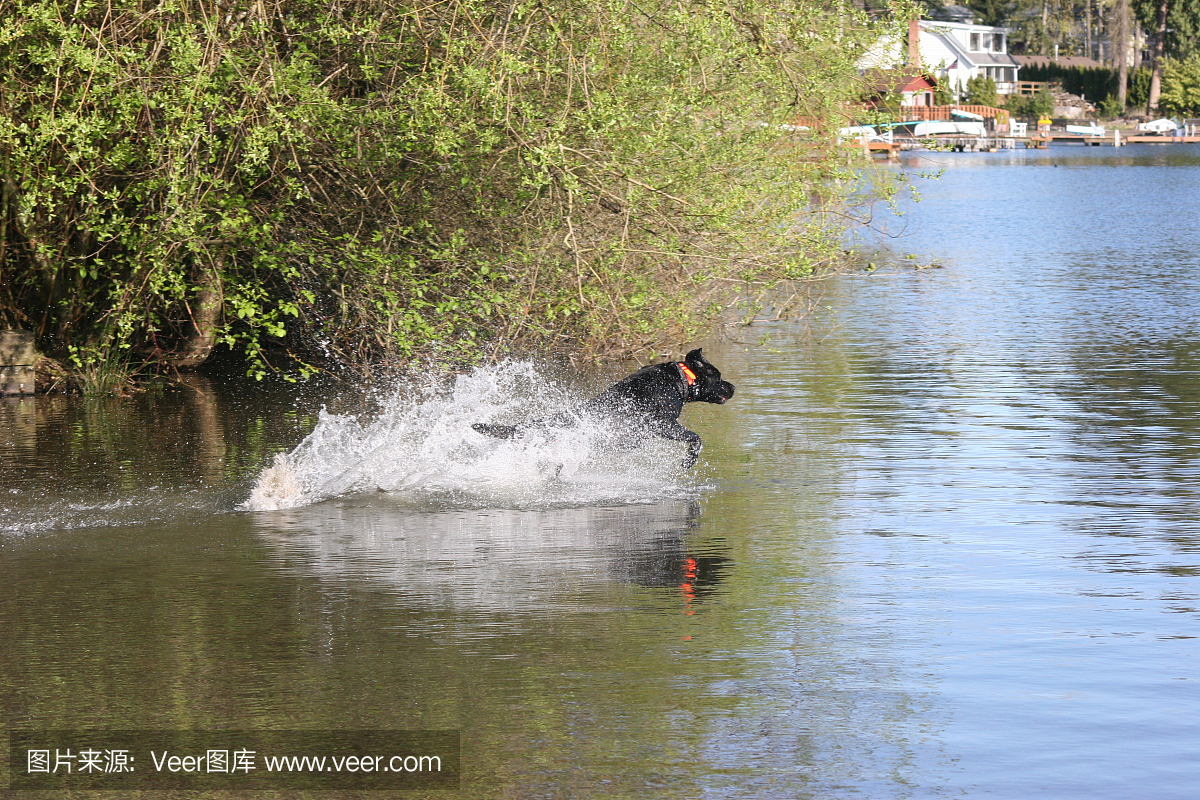 狩猎犬打水