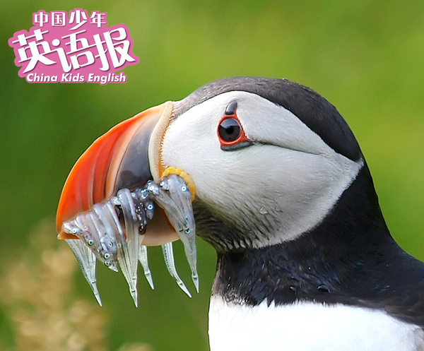 i can hold 20 fish once. yummy! i'm a good flier.