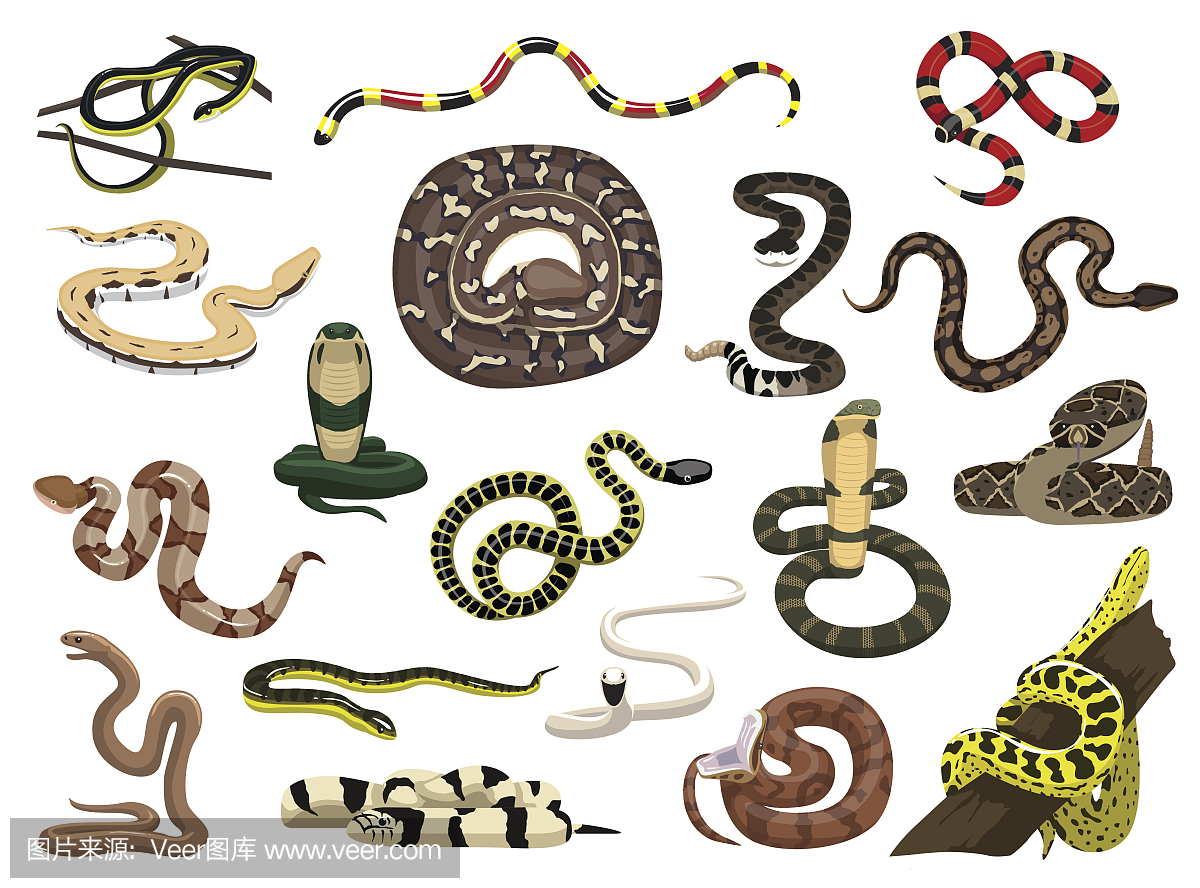 各种各样的蛇构成向量插图