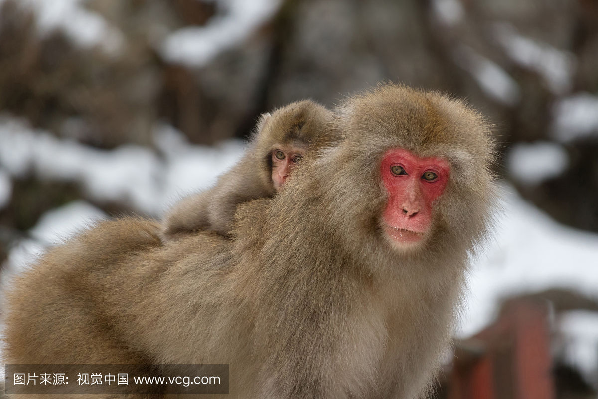 日本长野县地狱谷雪猴公园
