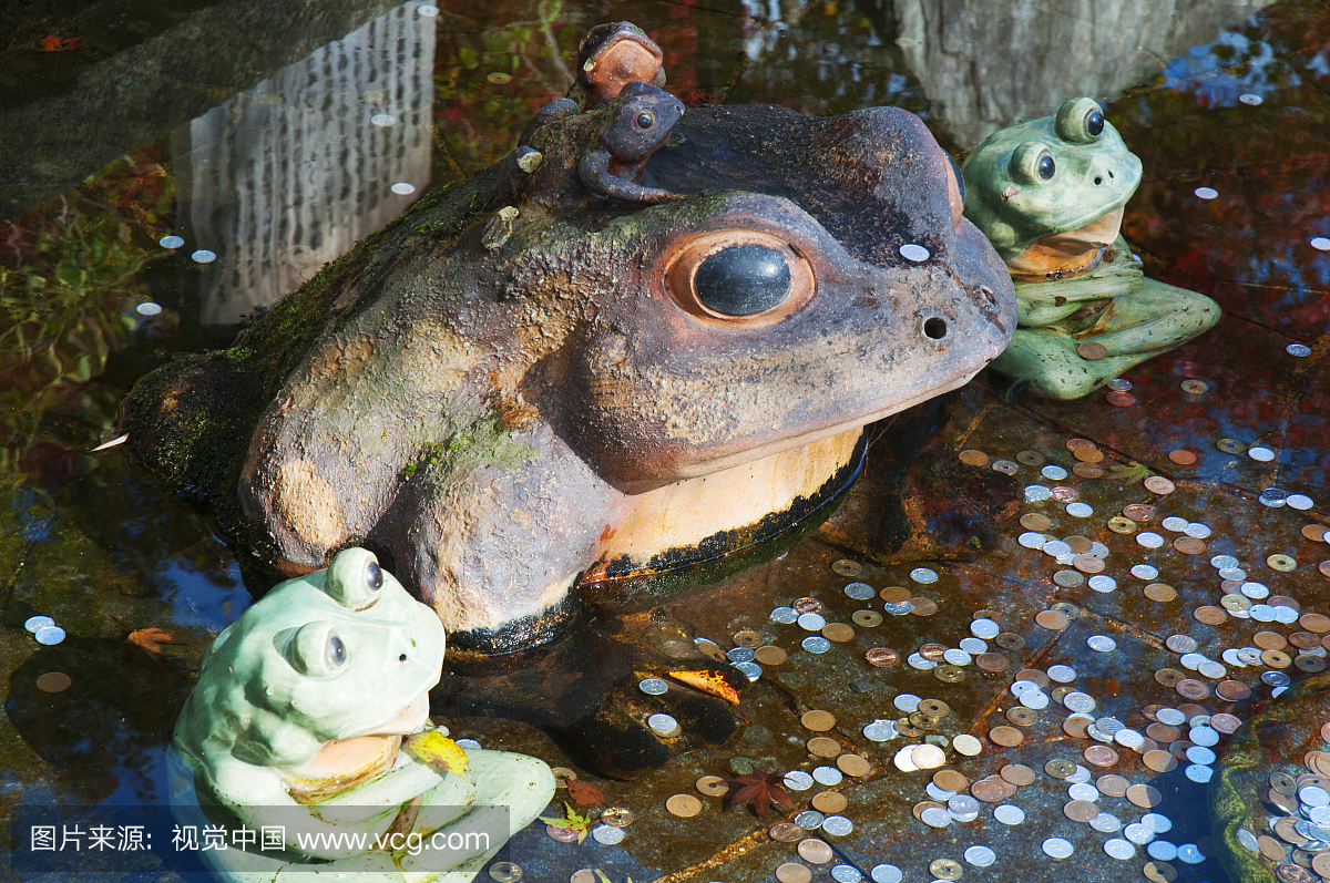 青蛙守卫京都十里寺的游泳池