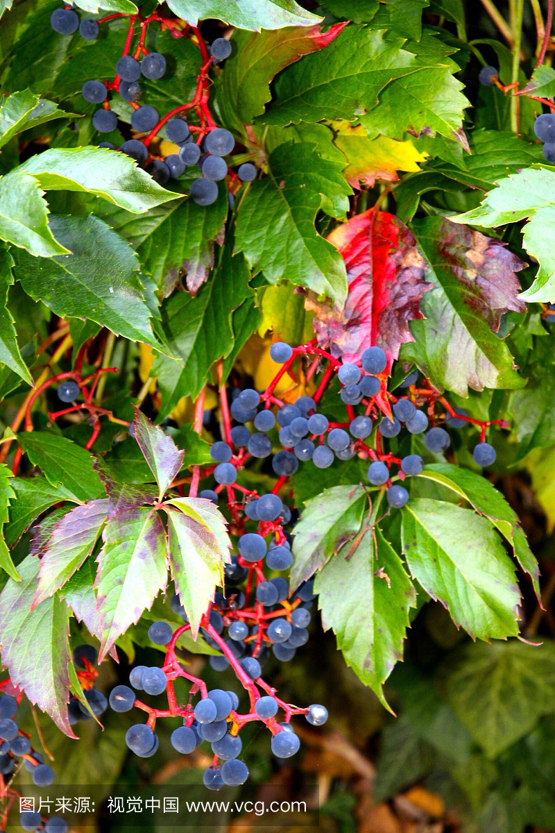 蓝莓生长在树上