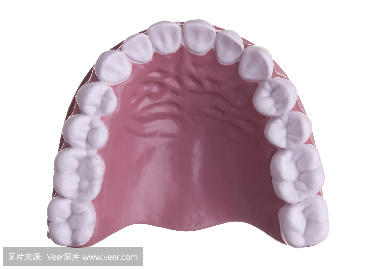 上牙模型