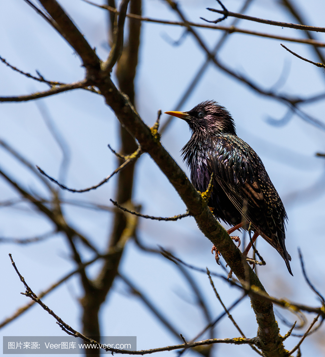 鸟鸣声,鸟鸣,鸟叫声,八哥