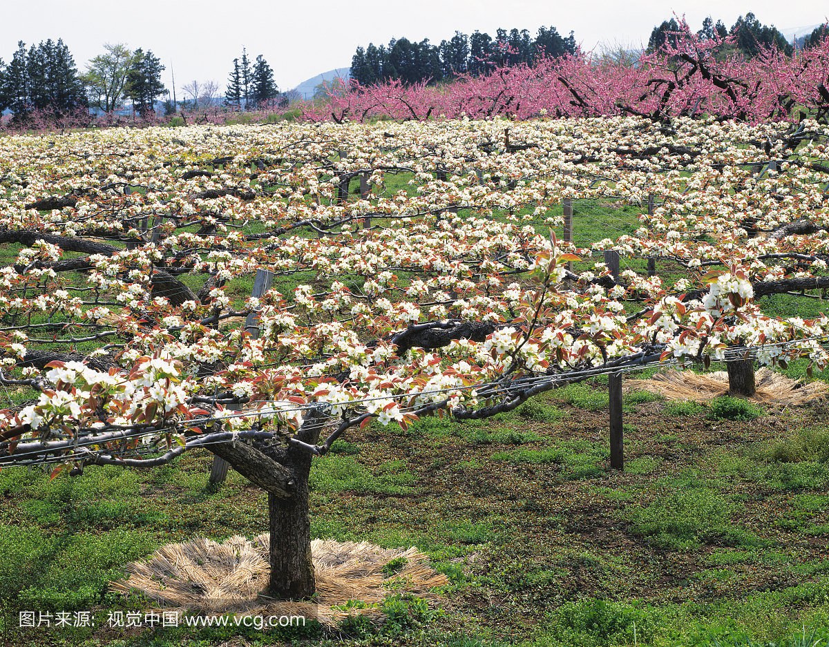 Pear Blossom, Fukushima Prefecture, Honshu,