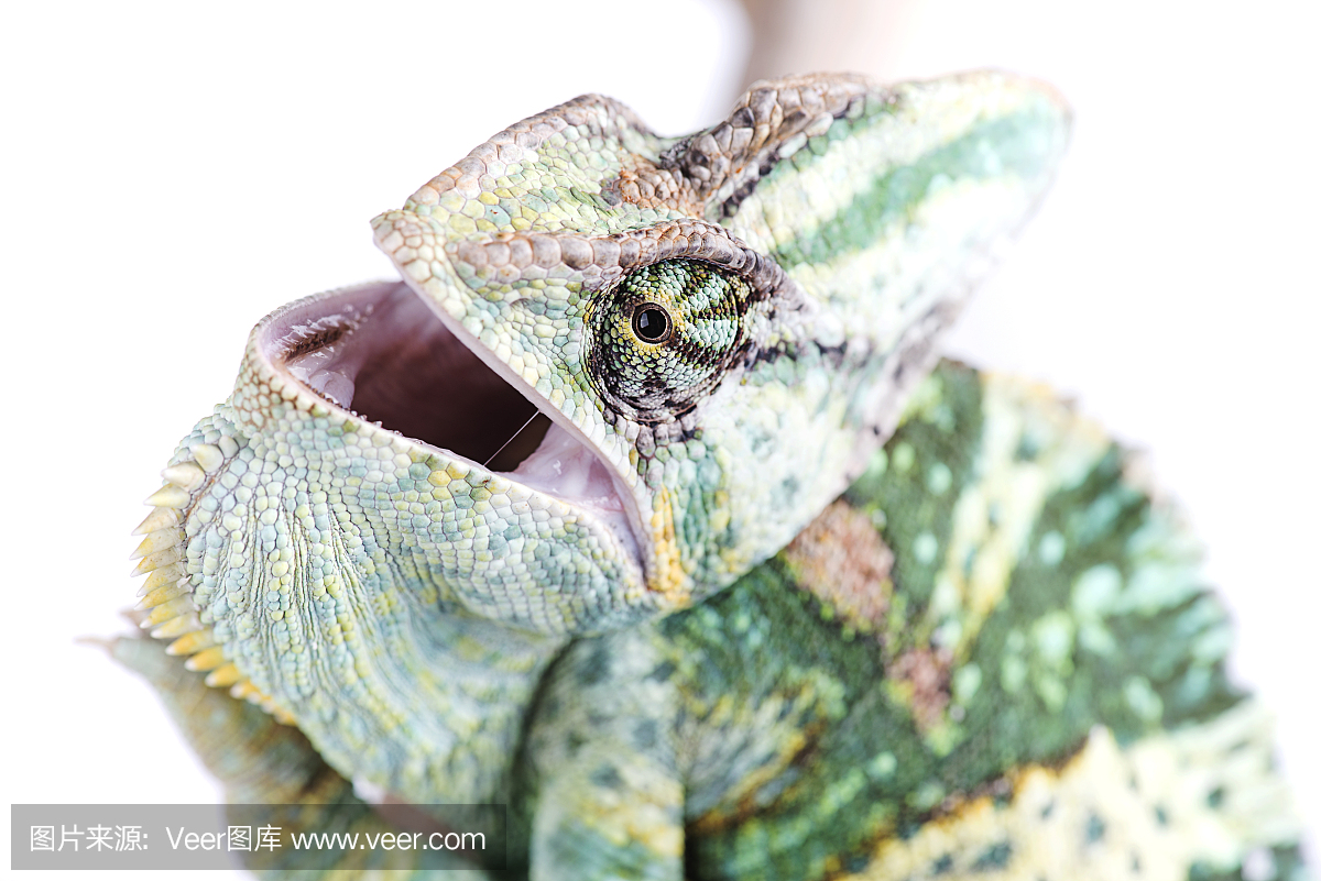 声囊,共鸣囊,面罩变色龙,蒙面变色龙