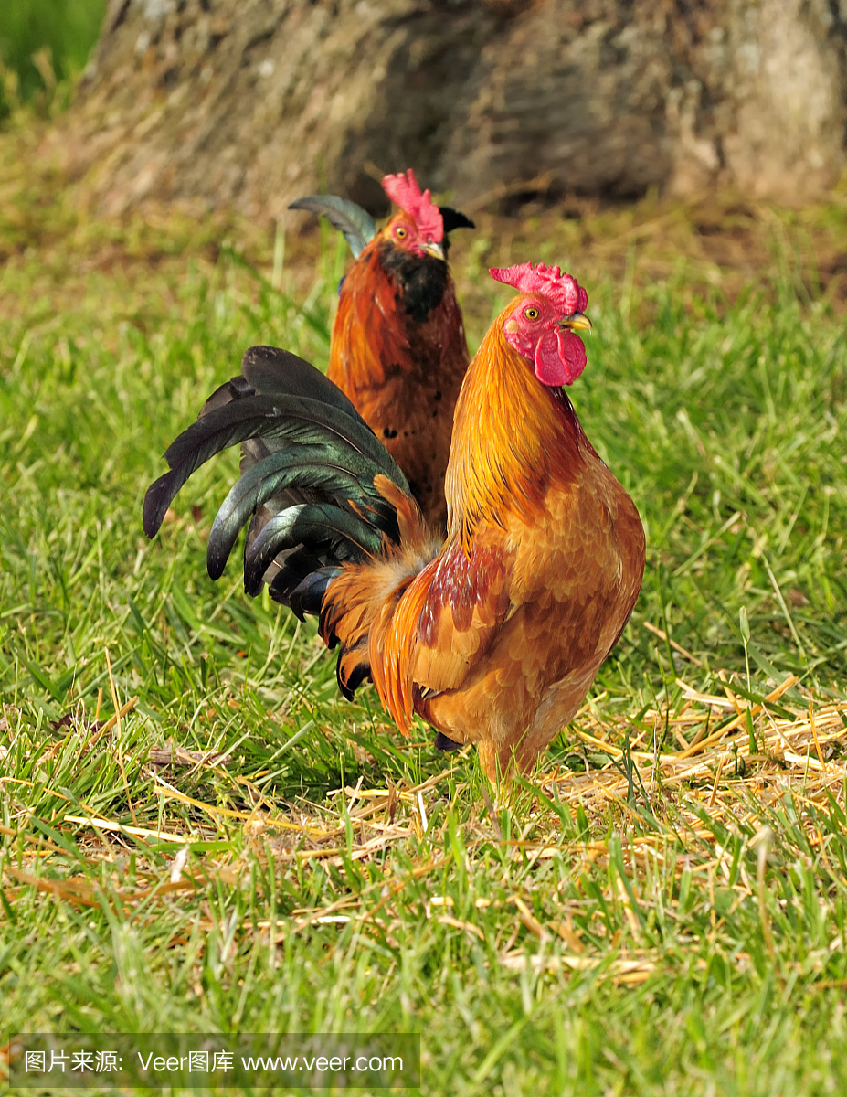 美国小镇,美国乡下,美国小地方,美国乡村