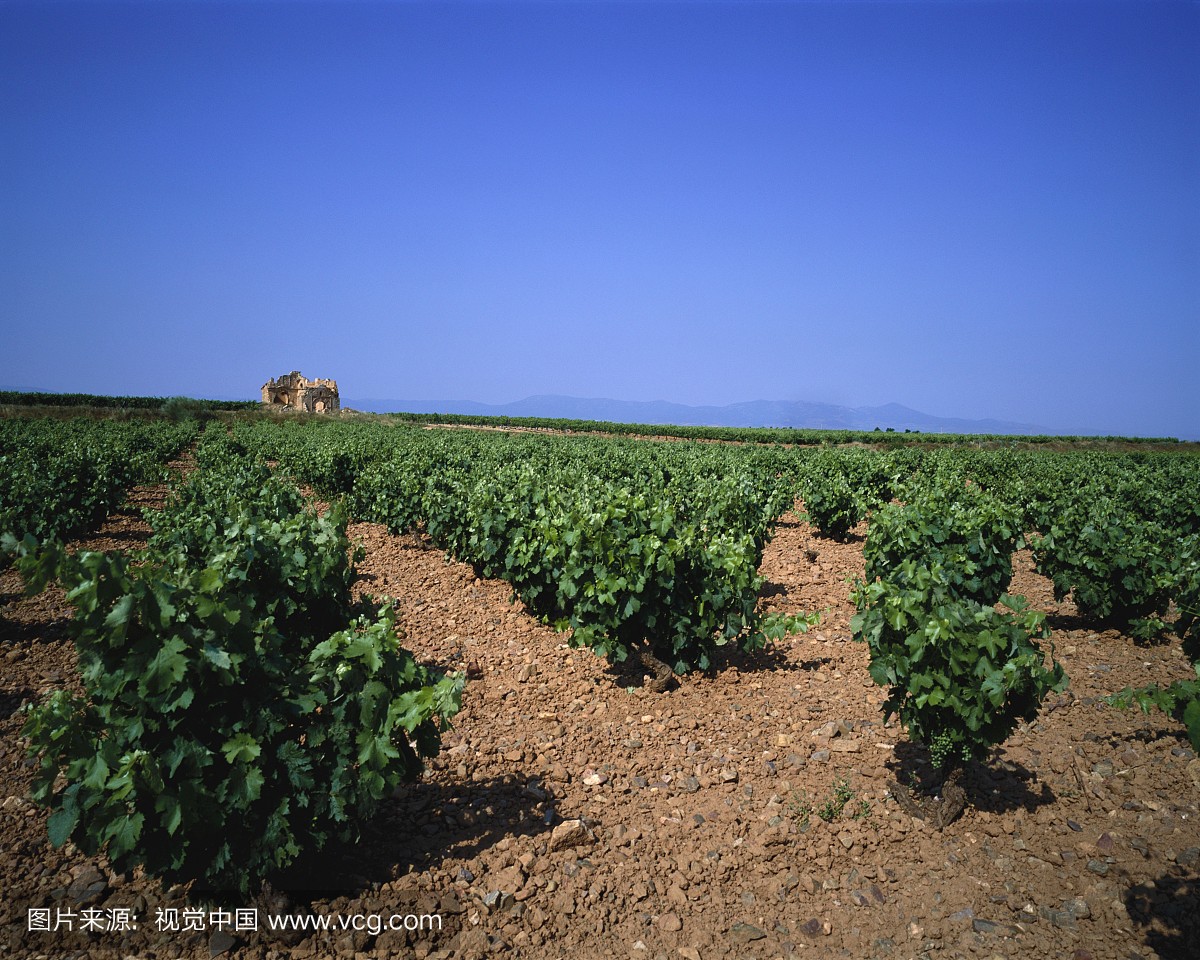 Carinena vines, Spain