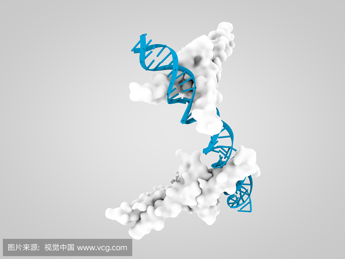 与LDL受体启动子结合的固醇调节元件结合蛋白