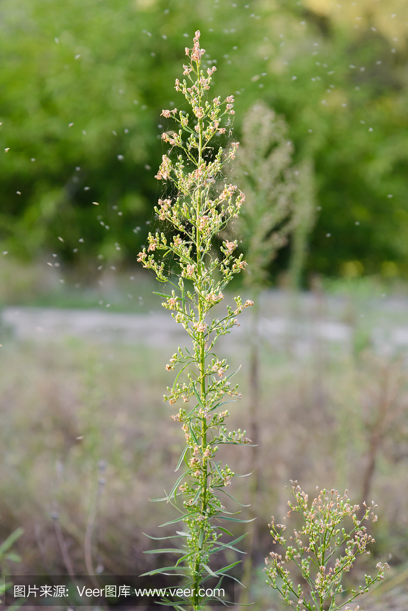 加拿大飞蓬植物