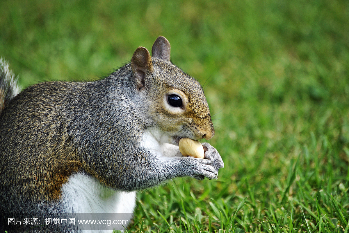坚果,北美灰松鼠,草,动物主题
