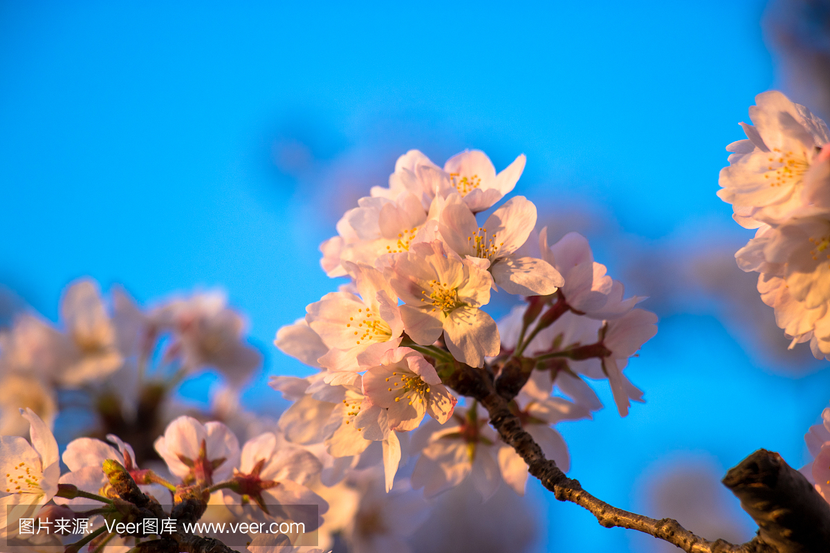樱花盛开在日本千叶县奈良市的一个公园里