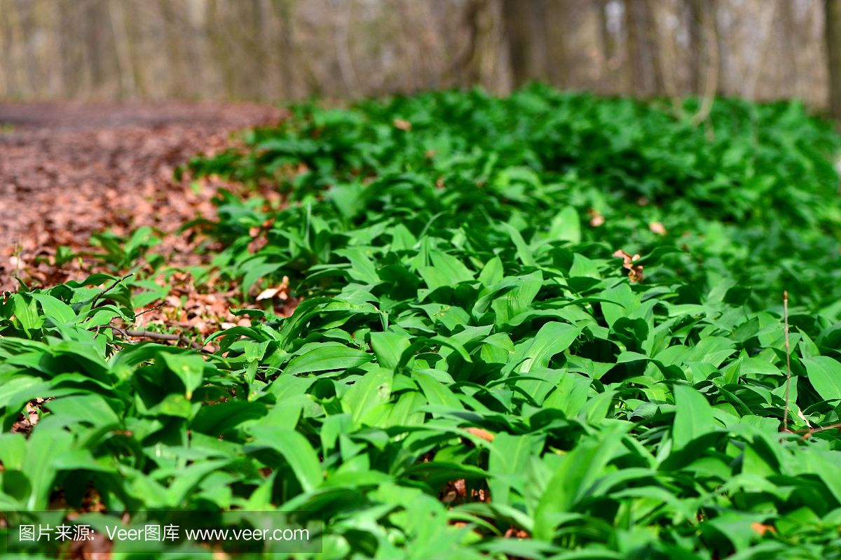 野生大蒜(Allium ursinum)种植园在森林里。文字