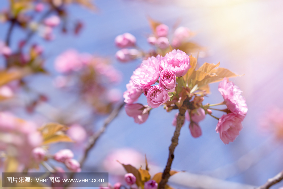 日本樱花树,樱花开花的分支