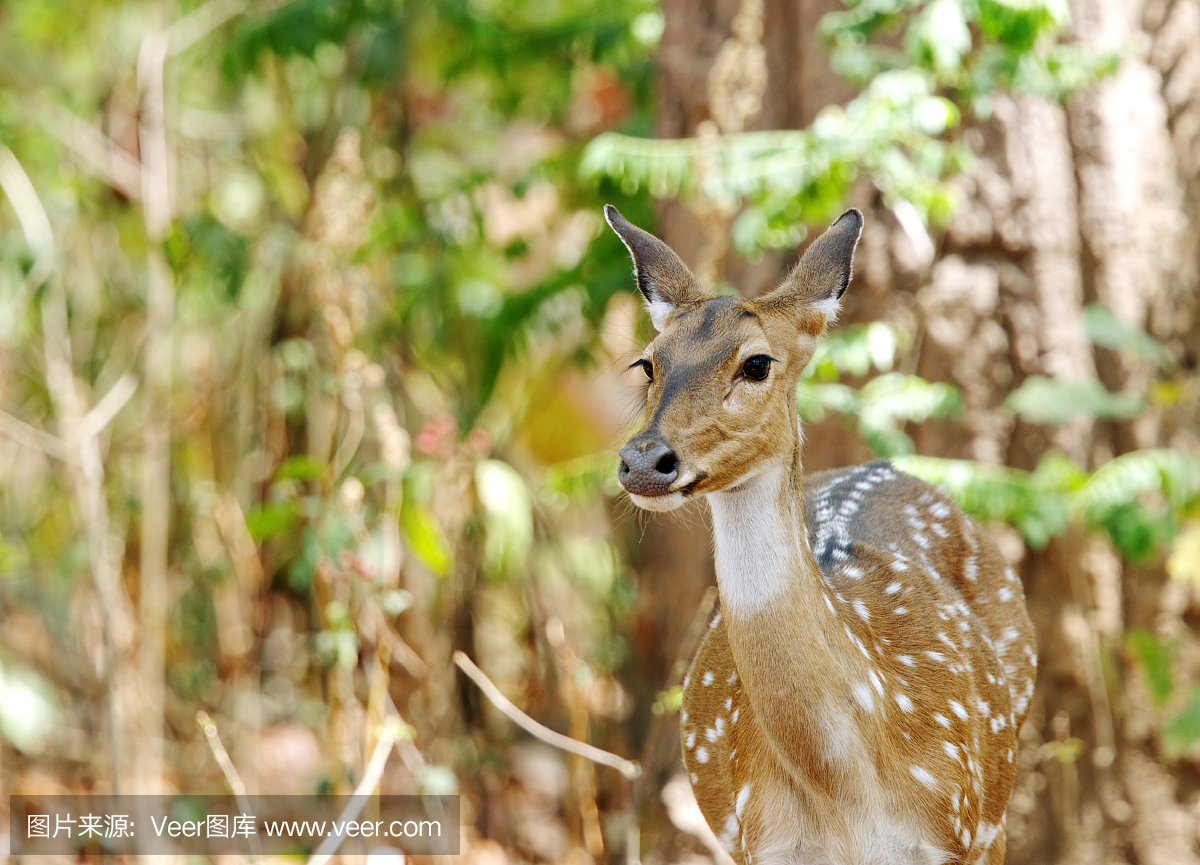 吉姆科贝特森林灌木丛中的豹鹿