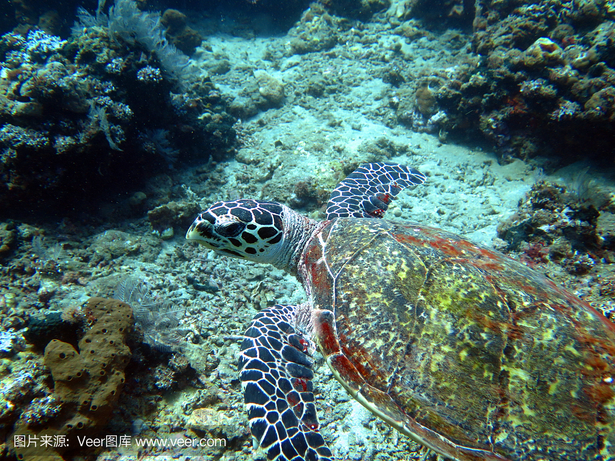 玳瑁海龟目前在珊瑚礁岛,巴厘岛