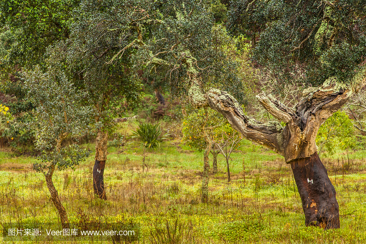 软木树自然资源葡萄牙景观