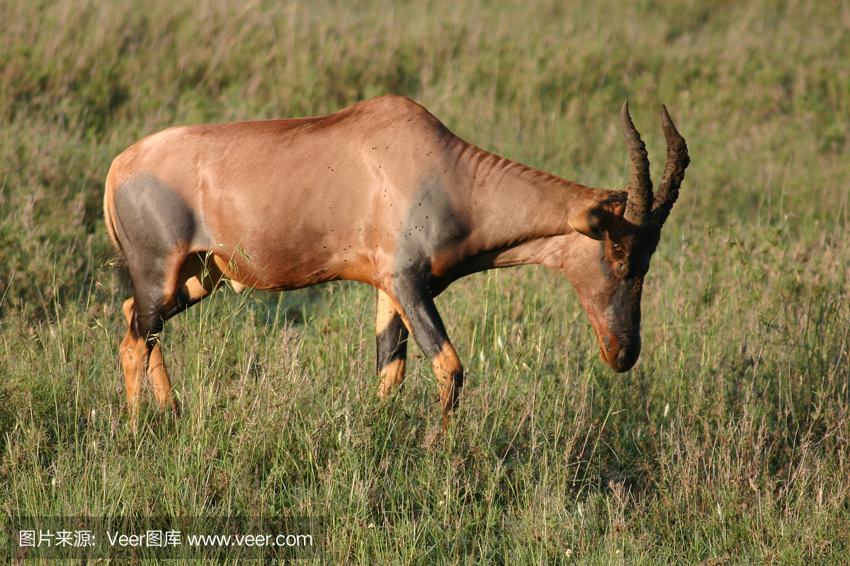 长角羚,南非产的大羚羊,长角大羚羊,跳羚