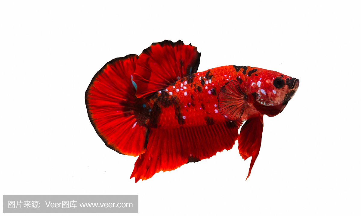 斗鱼或斗鱼在用于烘烤图片的特写视图中色彩鲜