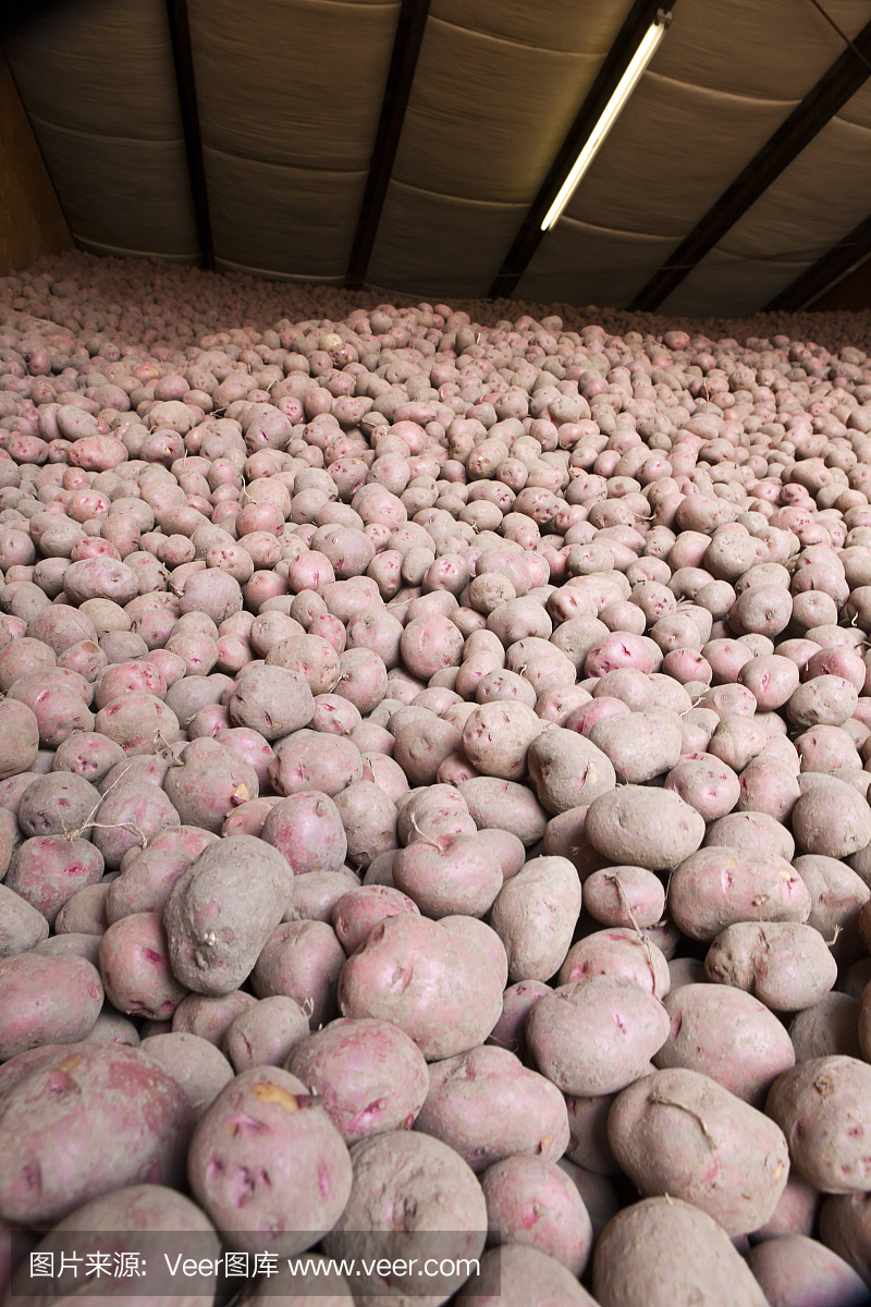 马铃薯,土豆,爱尔兰马铃薯,爱尔兰土豆