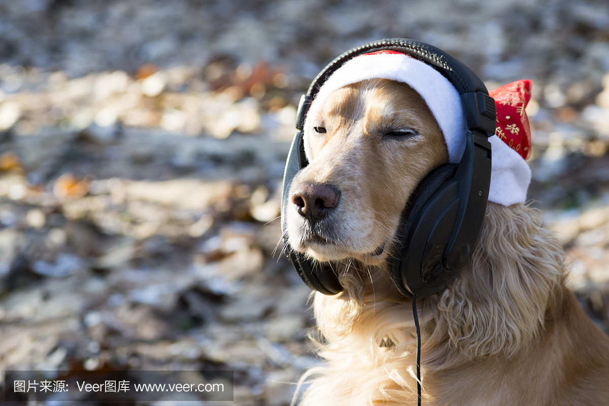 圣诞老人帽子里的一只狗听音乐