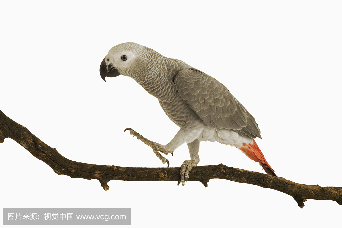 非洲灰鹦鹉,刚果灰鹦鹉,鹦鹉,鸦鹃