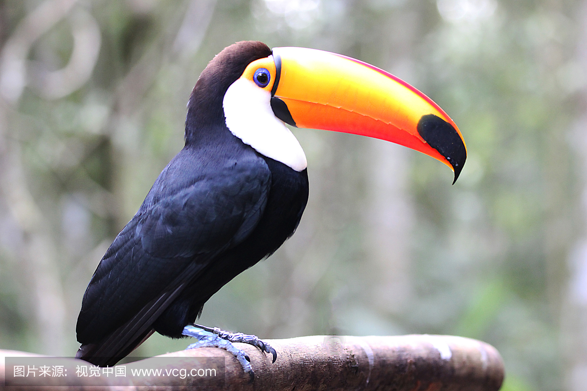 Side view of a Toco Toucan on a branch with its