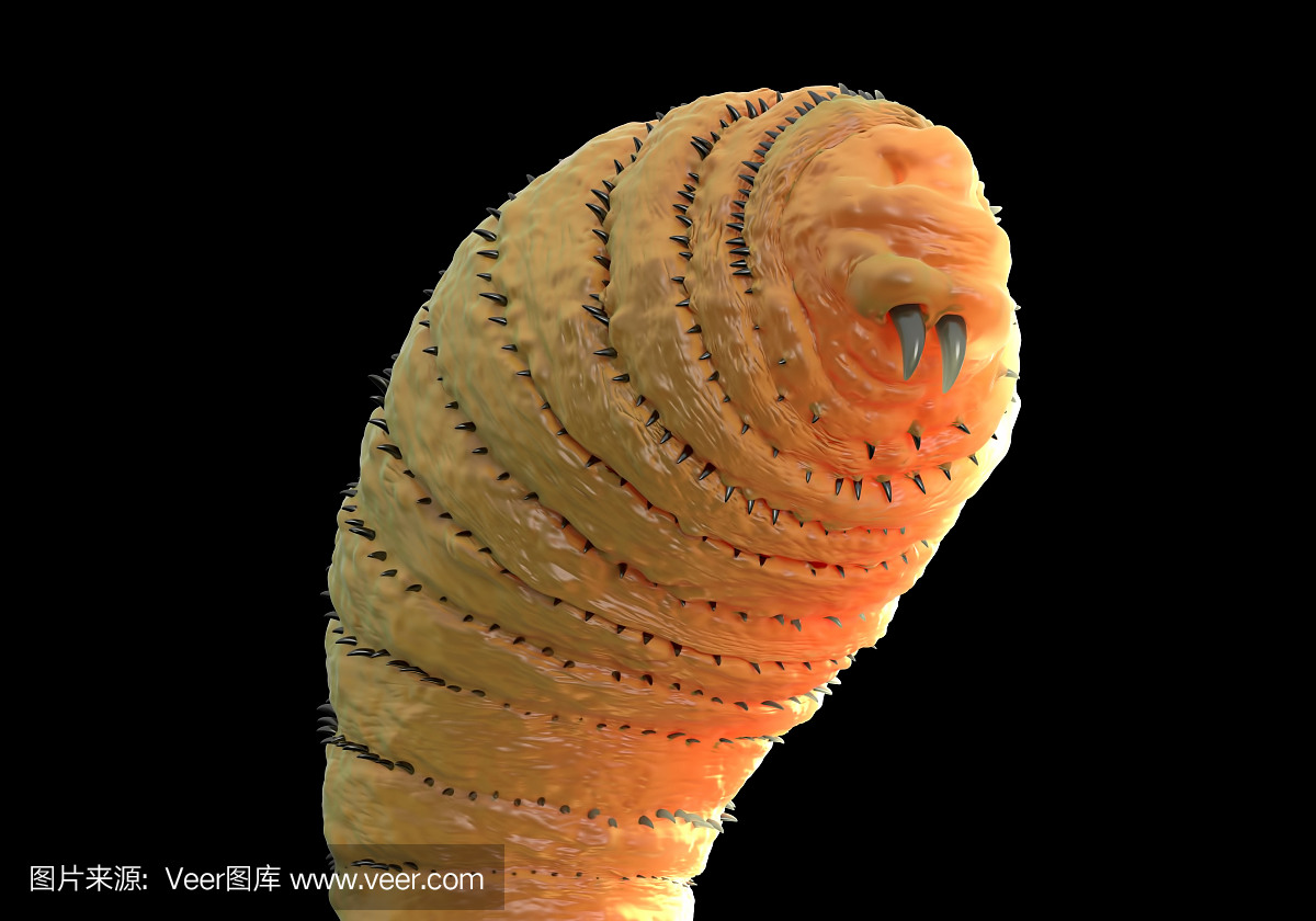 Botfly,Bot蝇幼虫或Gasterophilus寄生蝇幼虫