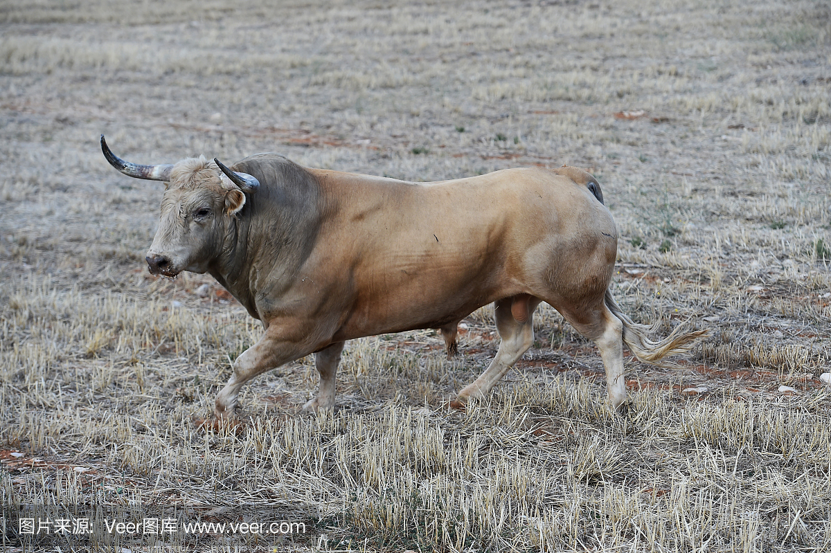 斗牛比赛,西班牙斗牛,斗牛,斗牛赛