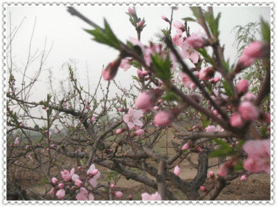 桃花飘落动态壁纸