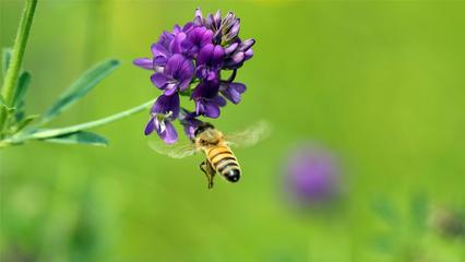 蜜蜂图片大全大图电脑高清桌面壁纸|美图欣赏-115kb